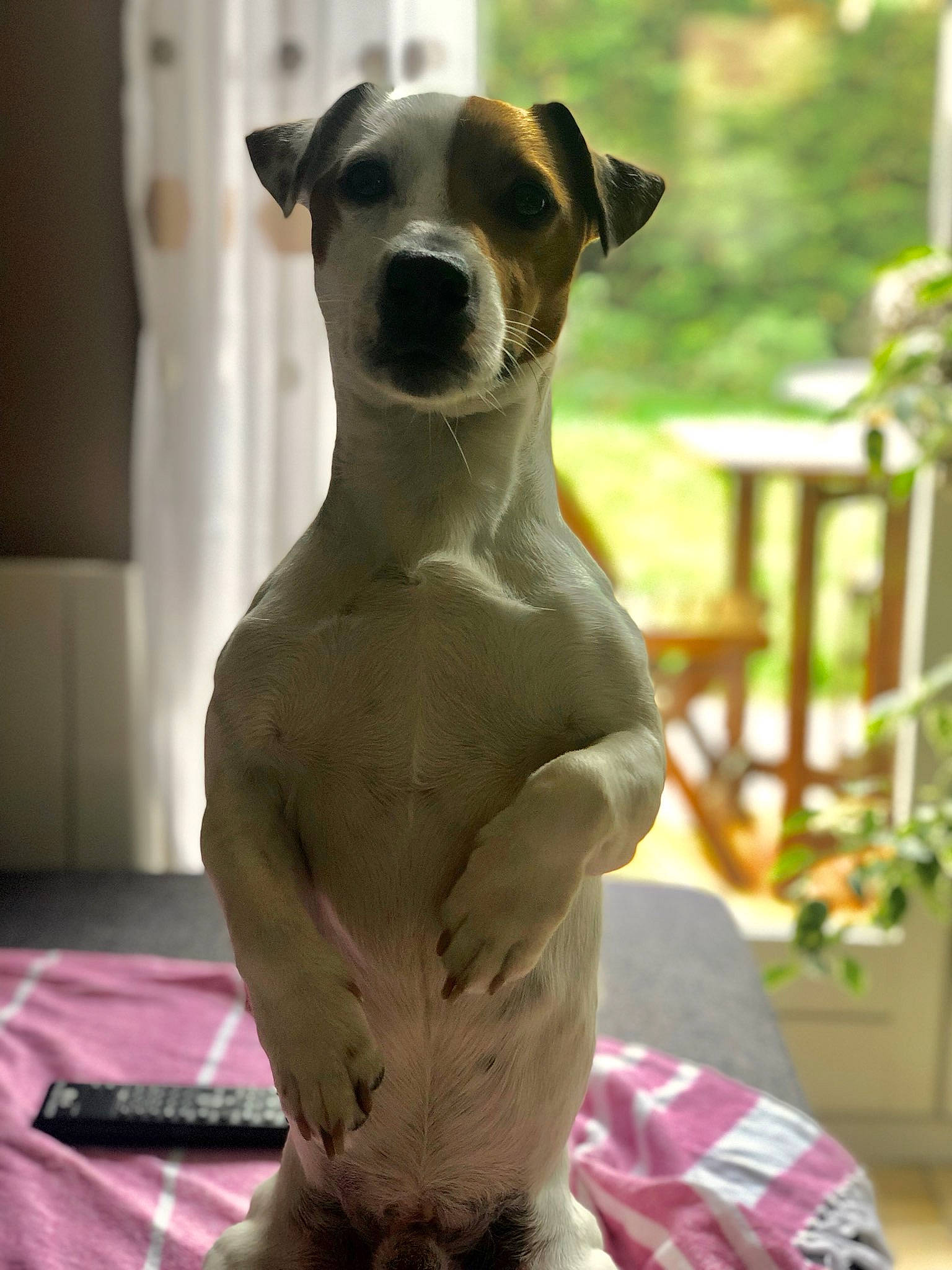 Moustic participe au concours pour gagner de l'argent avec cette photo : ancient_dog_breeds, art, canidae, carnivore, companion_dog, dog, dog_breed, fawn, fox_terrier, jack_russell_terrier, japanese_terrier, mammal, russell_terrier, sculpture, snout, statue, tail, whippet, whiskers