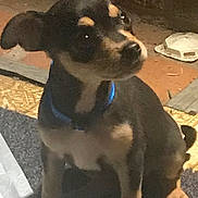 Pocket joined the competition — help win amazing prizes! canidae, carnivore, collar, companion_dog, dog, dog_breed, dog_collar, dog_supply, ear, eye, fawn, fur, guard_dog, pet_supply, snout, sporting_group, terrestrial_animal, whiskers, working_animal, working_dog