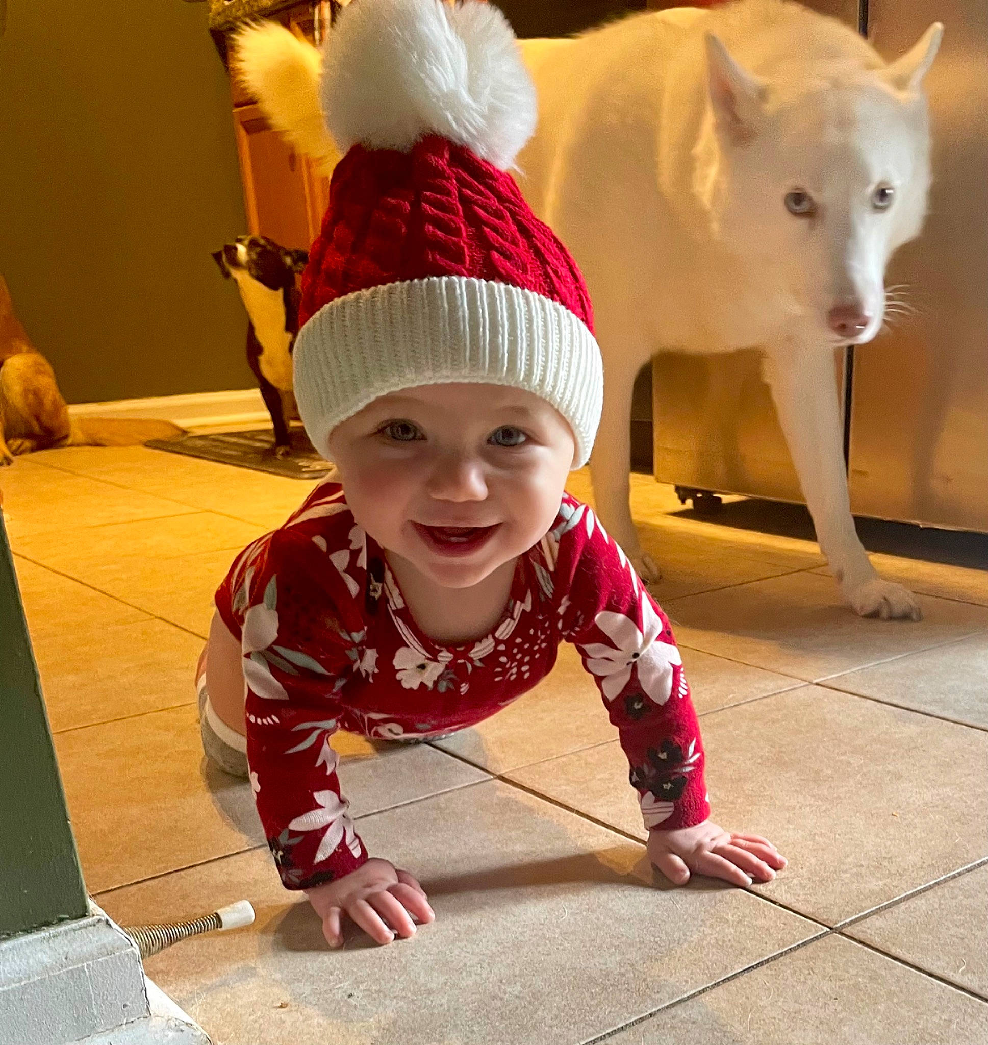 Annaka is registered to the contest to win money with this photo: baby, baby_toddler_clothing, carnivore, child, companion_dog, costume_hat, dog, fashion_accessory, floor, flooring, fun, fur, happy, headwear, joy, person, sitting, sleeve, smile, tail