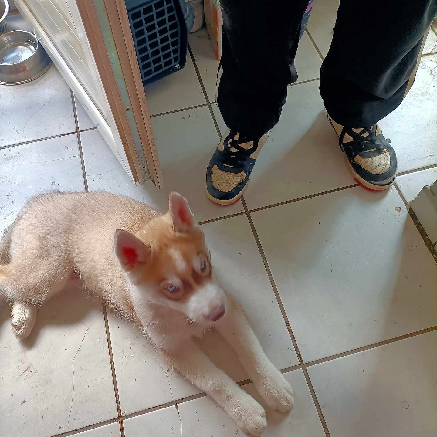 Rocky participe au concours pour gagner de l'argent avec cette photo : puppy, dog, husky, indoor, floor, tile, person, shoes, sneakers, legs, pet_carrier, water_bowl, animal, cute, laying_down, white, brown, fur, resting, home
