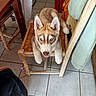 animal, backpack, blue_eyes, chair, coat, cute, dog, domestic, ears, fur, household, husky, indoor, lying_down, pet, puppy, red_couch, tile_floor, tongue_out, wooden_chair