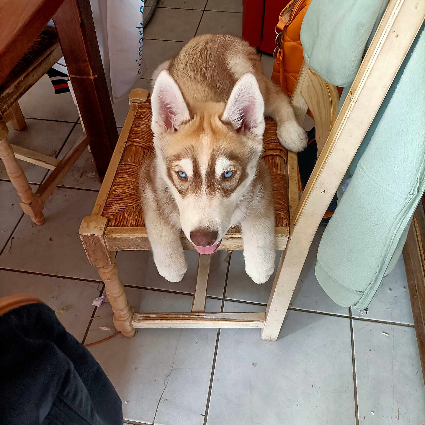 Frederic Cordonnier participe au concours pour gagner de l'argent avec cette photo : husky, puppy, dog, blue_eyes, chair, wooden_chair, indoor, tile_floor, backpack, coat, red_couch, pet, animal, cute, lying_down, fur, ears, tongue_out, domestic, household