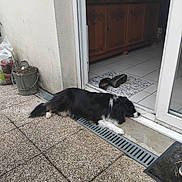 Locky participe au concours pour gagner de l'argent avec cette photo : dog, black_and_white, border_collie, lying_down, sleeping, doorway, entryway, outdoor, indoor, patio, tile_floor, doormat, cabinet, furniture, plant_pot, sandals, home, pet, fluffy, relaxed