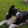 Locky participe au concours pour gagner de l'argent avec cette photo : dog, border_collie, black_and_white, pet, canine, grass, outdoors, lying_down, happy, panting, open_mouth, tongue, floppy_ears, long_hair, white_chest, white_paws, stick, lawn, animal_portrait, backyard