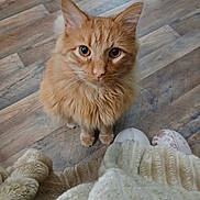 Johnny is registered to the contest to win money with this photo: cat, orange_cat, fluffy, pet, indoor, wooden_floor, slippers, blanket, cozy, looking_up, curious, feline, cute, domestic_animal, whiskers, ears, paws, fur, companion, home