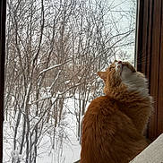 Mac joined the competition — help win amazing prizes! cat, orange_cat, white_cat, fluffy, fur, sitting, window, windowsill, indoor, snow, winter, forest, trees, branches, outdoor_view, cozy, portrait, profile, home, nature