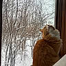branches, cat, cozy, fluffy, forest, fur, home, indoor, nature, orange_cat, outdoor_view, portrait, profile, sitting, snow, trees, white_cat, window, windowsill, winter