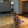 Mac is registered to the contest to win money with this photo: cat, orange_cat, white_cat, fluffy, furry, sitting, indoor, living_room, wooden_floor, home, pet, animal, portrait, centered_subject, warm_lighting, furniture, lamp, staircase, motion_blur, cozy