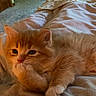 Mac is registered to the contest to win money with this photo: cat, kitten, orange_cat, fluffy, fur, pet, animal, cute, adorable, indoors, bedroom, bed, blanket, bedding, cozy, sitting, portrait, looking_at_camera, warm_lighting, home