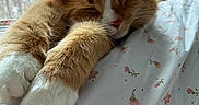 Mac joined the competition — help win amazing prizes! cat, orange_cat, white_cat, sleeping, sleepy, fluffy, long_hair, pet, animal, paws, whiskers, pink_nose, closed_eyes, relaxed, bed, bedspread, floral_pattern, indoors, window, cozy