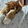 animal, bed, bedspread, cat, closed_eyes, cozy, floral_pattern, fluffy, indoors, long_hair, orange_cat, paws, pet, pink_nose, relaxed, sleeping, sleepy, whiskers, white_cat, window