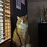 cat, orange_cat, white_fur, fluffy, indoor, window, wooden_blinds, poster, dark_wall, furniture, jewelry_tree, bottle, curious, sitting, pet, animal, cozy, calm, portrait, domestic
