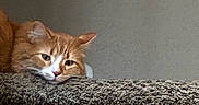 Malcolm joined the competition — help win amazing prizes! animal, carpet, cat, closeup, cute, ears, face, feline, fur, head, indoor, lounging, nostrils, orange_cat, pet, relaxed, resting, texture, whiskers, white_cat