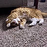 Malcolm is registered to the contest to win money with this photo: animal, carpet, cat, cozy, floor, fur, furniture, home, indoor, light, orange_cat, paws, pet, playful, relaxed, rubber_band, sofa, stretching, table_leg, white_paws