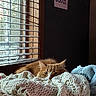 Malcolm joined the competition — help win amazing prizes! animal, bedroom, blanket, cat, comfort, cozy, cute, feline, fur, ginger_cat, home, indoor, knitted_blanket, pet, relaxation, resting, sleepy, soft_light, window, window_blinds