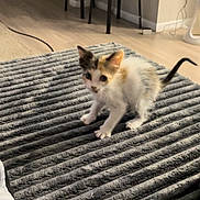 Fart joined the competition — help win amazing prizes! animal, blanket, calico, cat, chairs, cute, ears, feline, floor, furniture, home, indoor, kitten, living_room, pet, sitting, standing, striped_blanket, tail, whiskers