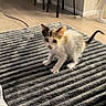 animal, blanket, calico, cat, chairs, cute, ears, feline, floor, furniture, home, indoor, kitten, living_room, pet, sitting, standing, striped_blanket, tail, whiskers