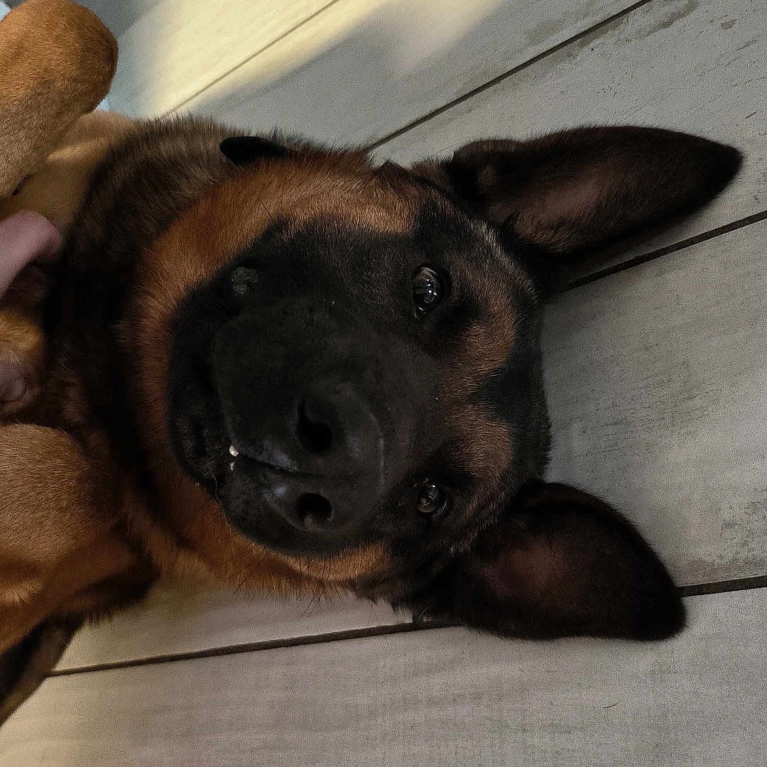Tyson a rejoint le concours — aidez-le/la à gagner de superbes lots ! animal, bodypart, bulldog, canine, clothing, dog, finger, footwear, germanshepherd, hand, hardwood, hound, labradorretriever, person, pet, policedog, puppy, shoe, snout, wood