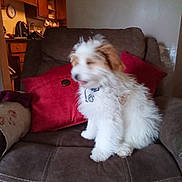Beau is registered to the contest to win money with this photo: puppy, dog, couch, red_pillow, living_room, indoor, furniture, blurry, fur, pet, home, wall_photos, kitchen, domestic, small_dog, sitting, fluffy, collar, brown_and_white, cozy