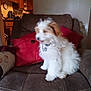 puppy, dog, couch, red_pillow, living_room, indoor, furniture, blurry, fur, pet, home, wall_photos, kitchen, domestic, small_dog, sitting, fluffy, collar, brown_and_white, cozy