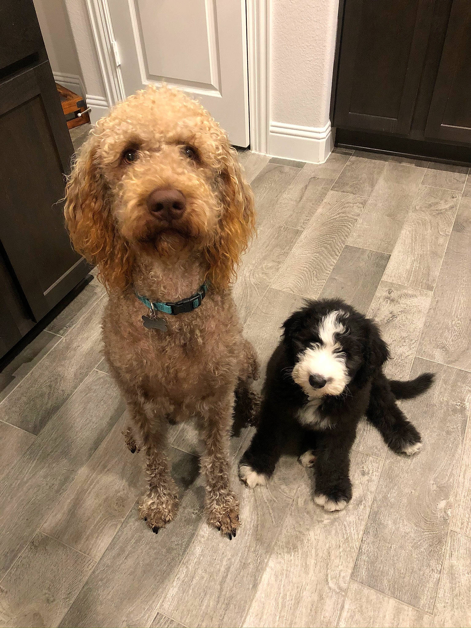 Ellie is registered to the contest to win money with this photo: canidae, carnivore, cavapoo, cockapoo, companion_dog, dog, dog_breed, goldendoodle, labradoodle, maltepoo, mammal, miniature_poodle, poodle, poodle_crossbreed, puppy, rare_breed_dog, schnoodle, sporting_group, toy_poodle, vertebrate