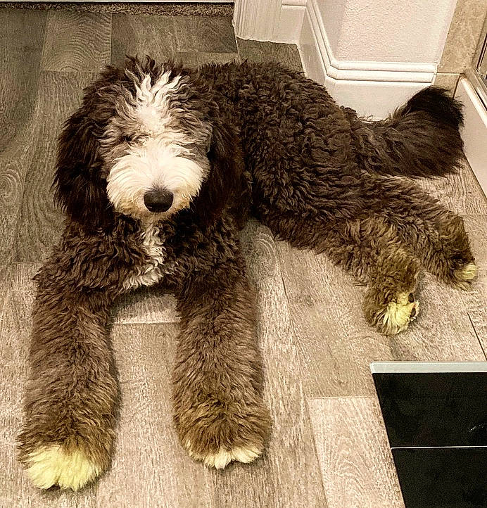 Ellie joined the competition — help win amazing prizes! barbet, canidae, carnivore, companion_dog, dog, dog_breed, goldendoodle, labradoodle, mammal, rare_breed_dog, spanish_water_dog, sporting_group, terrier, vertebrate