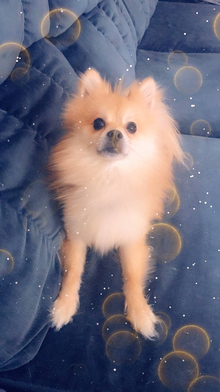 Mr. Mook joined the competition — help win amazing prizes! canidae, carnivore, companion_dog, dog, dog_breed, fawn, german_spitz, german_spitz_klein, german_spitz_mittel, mammal, non_sporting_group, pomeranian, puppy, snout, spitz, toy_dog, vertebrate, volpino_italiano, whiskers