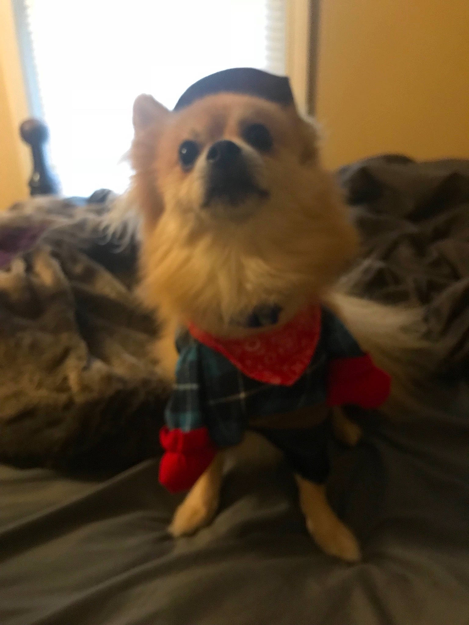 Mr. Mook joined the competition — help win amazing prizes! canidae, carnivore, chihuahua, companion_dog, dog, dog_breed, dog_clothes, fawn, fictional_character, fur, german_spitz_klein, mammal, non_sporting_group, pomeranian, puppy, snout, spitz, tibetan_spaniel, toy_dog, vertebrate