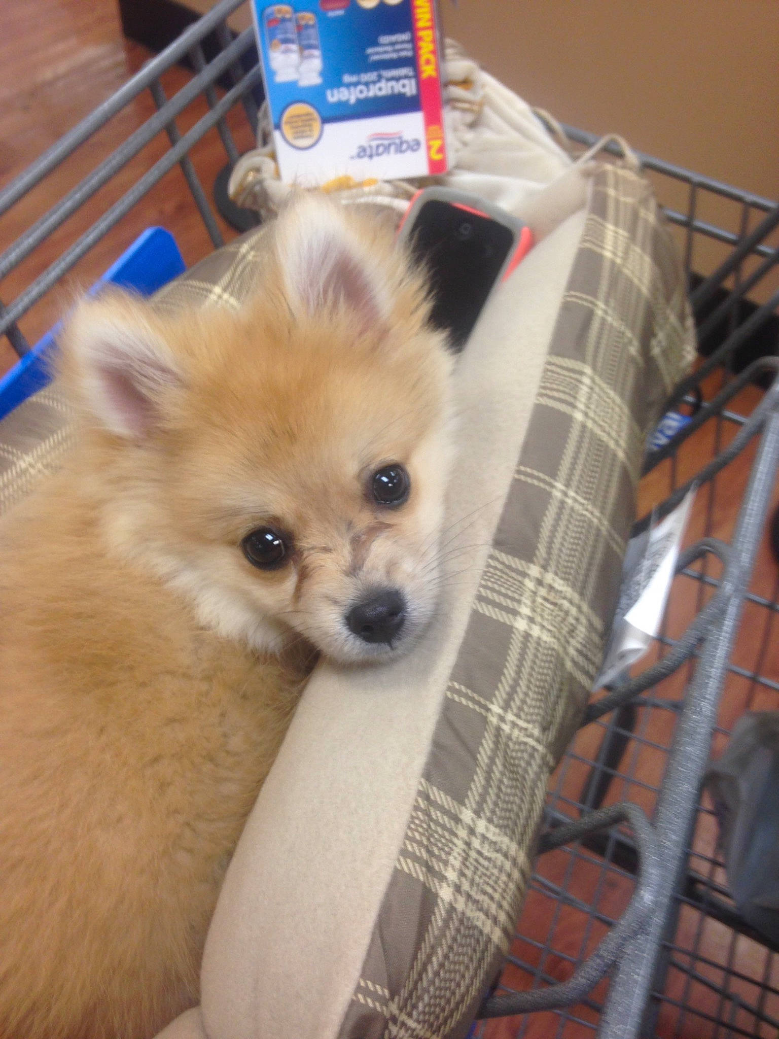 Mr.mook is registered to the contest to win money with this photo: canidae, carnivore, companion_dog, dog, dog_breed, fawn, german_spitz, german_spitz_klein, german_spitz_mittel, mammal, non_sporting_group, pomeranian, puppy, snout, spitz, toy_dog, vertebrate, volpino_italiano, whiskers