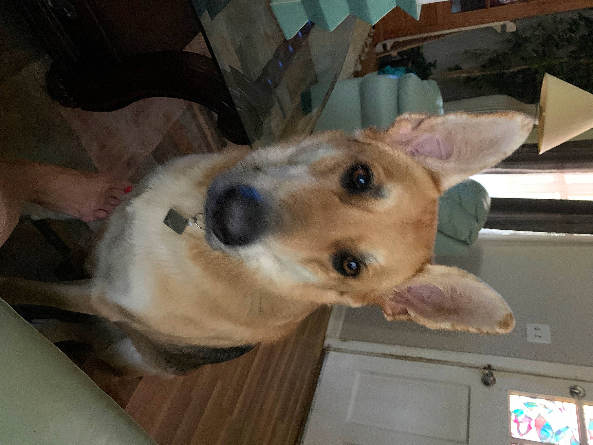Shelby is registered to the contest to win money with this photo: canidae, carnivore, collar, companion_dog, dog, dog_breed, ear, fawn, fur, golden_retriever, non_sporting_group, puppy, selfie, sporting_group, whiskers, wildlife, working_animal