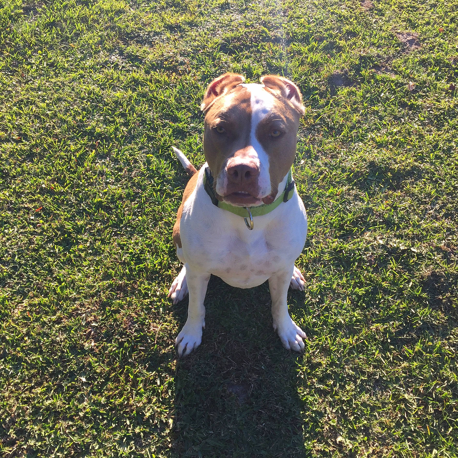 Panic is registered to the contest to win money with this photo: canidae, carnivore, collar, companion_dog, dog, dog_breed, dog_collar, dog_supply, fawn, grass, grass_family, groundcover, lawn, liver, old_english_bulldog, pet_supply, snout, sporting_group, working_animal, working_dog