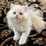 Guzzell joined the competition — help win amazing prizes! kitten, cat, white_fur, blue_eyes, fluffy, pet, animal, carpet, patterned_rug, dress, clothing, cute, small, indoor, domestic, fur, whiskers, young, adorable, curious