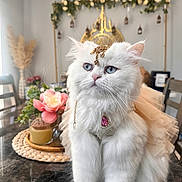 Guzel is registered to the contest to win money with this photo: cat, white_cat, blue_eyes, jewelry, necklace, headpiece, fancy, pet, indoor, table, flower, pink_flower, decor, chair, home, fur, cute, portrait, animal, elegant