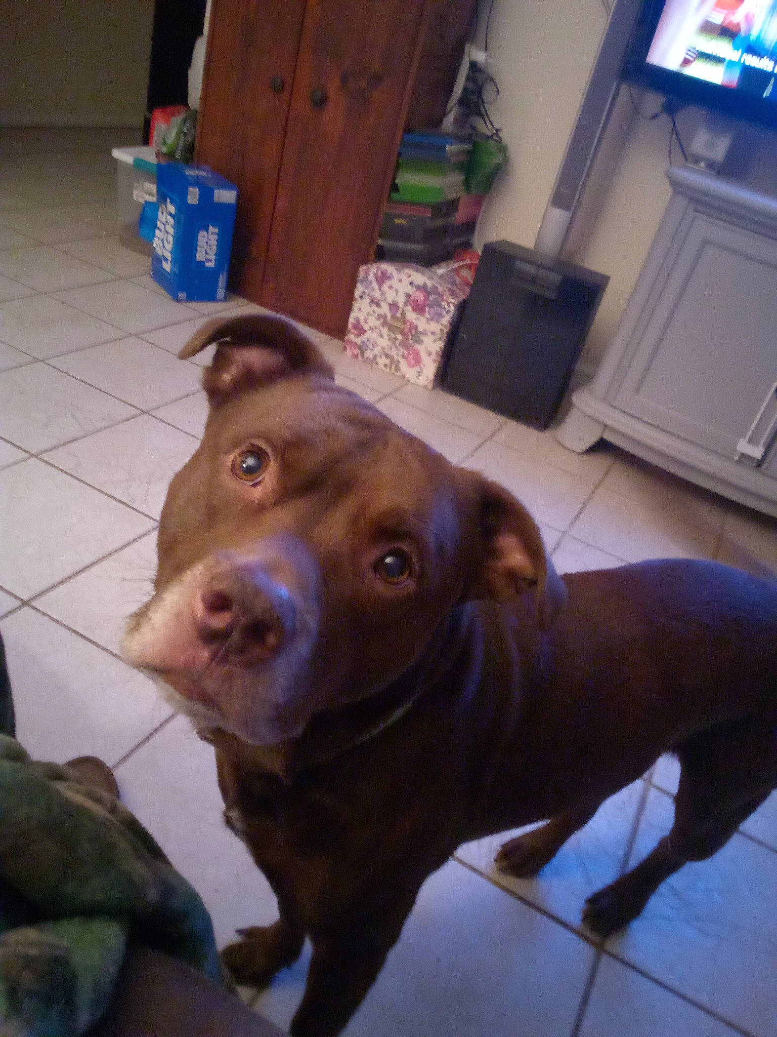 Sammy is registered to the contest to win money with this photo: canidae, carnivore, companion_dog, dog, dog_breed, ear, fawn, floor, flooring, hardwood, home_appliance, houseplant, liver, pointing_breed, snout, television, weimaraner, whiskers, wood, working_animal