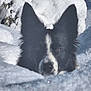 dog, snow, black_and_white, animal, outdoor, winter, cold, ears, face, nature, canine, fur, alert, portrait, background, white, frozen, landscape, wildlife, camouflage