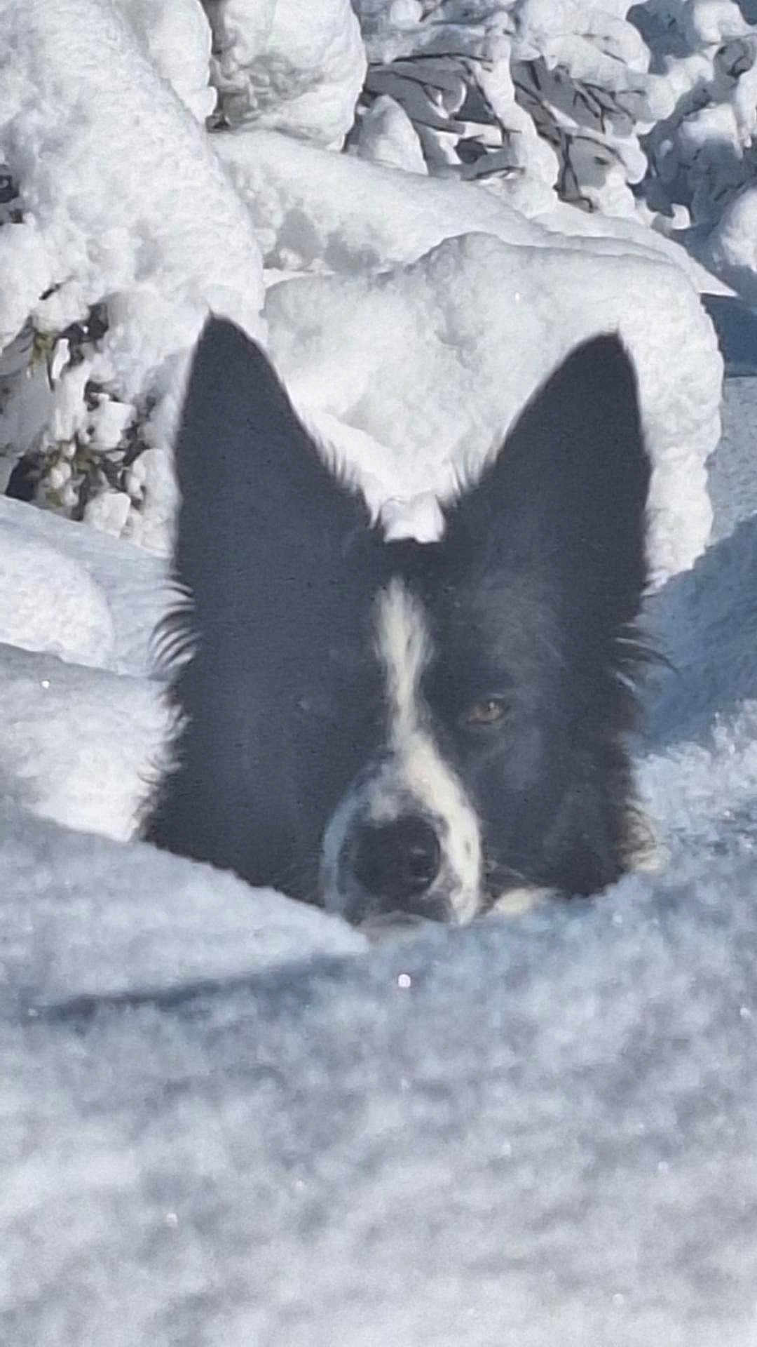Fripouille a rejoint le concours — aidez-le/la à gagner de superbes lots ! dog, snow, black_and_white, animal, outdoor, winter, cold, ears, face, nature, canine, fur, alert, portrait, background, white, frozen, landscape, wildlife, camouflage