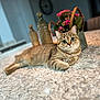 animal, basket, cat, closeup, cozy, curious_eyes, cute, decorative_bottles, domestic_cat, feline, flowers, home_interior, indoor, mammal, marble_countertop, pet, relaxed, soft_focus, tabby_cat, tabletop