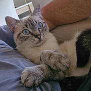 Xena participe au concours pour gagner de l'argent avec cette photo : cat, blue_eyes, paw, fur, relaxed, indoor, human_arm, close_up, resting, cute, pet, animal, whiskers, soft, comfort, cozy, tabby, striped, light, bed