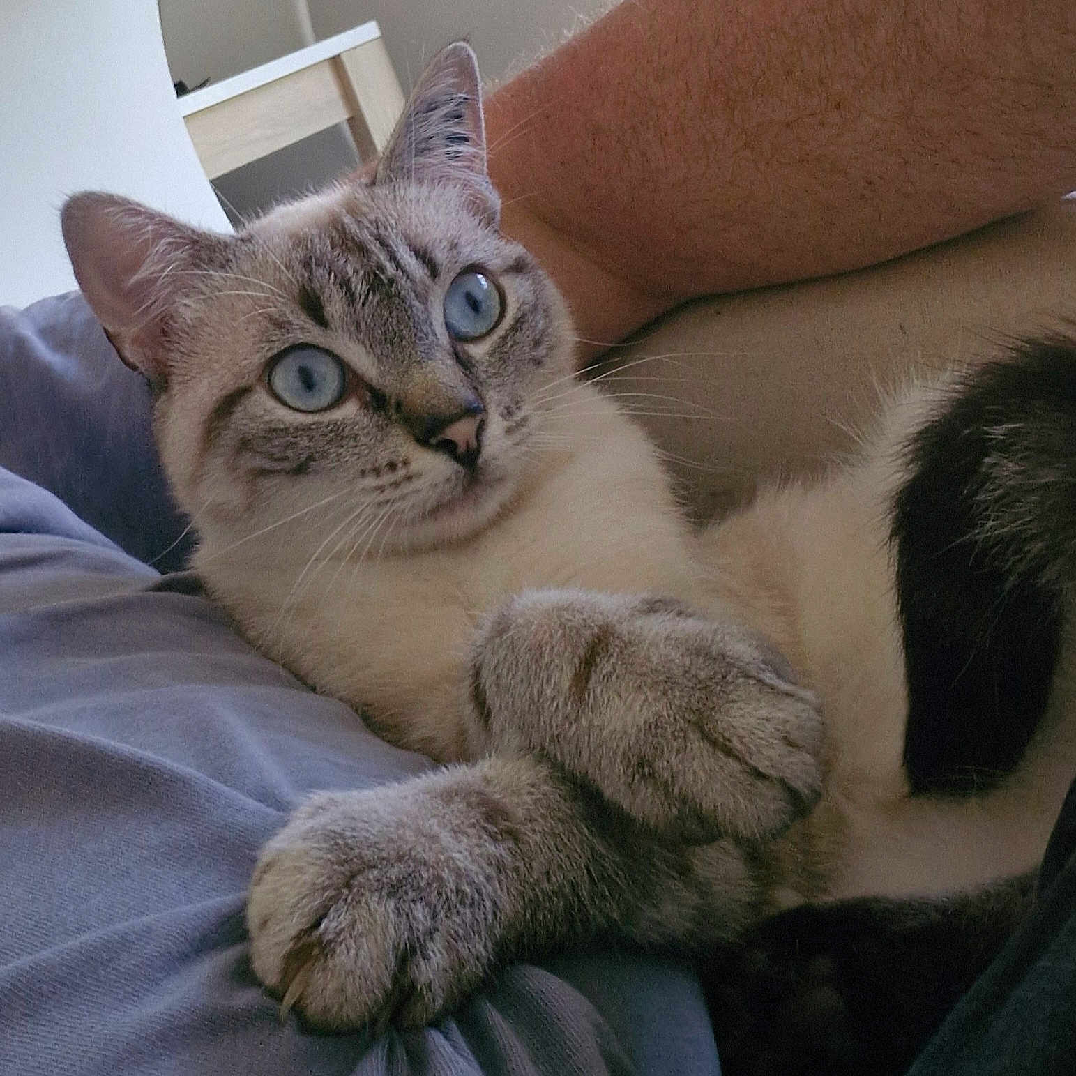 Xena participe au concours pour gagner de l'argent avec cette photo : animal, bed, blue_eyes, cat, close_up, comfort, cozy, cute, fur, human_arm, indoor, light, paw, pet, relaxed, resting, soft, striped, tabby, whiskers