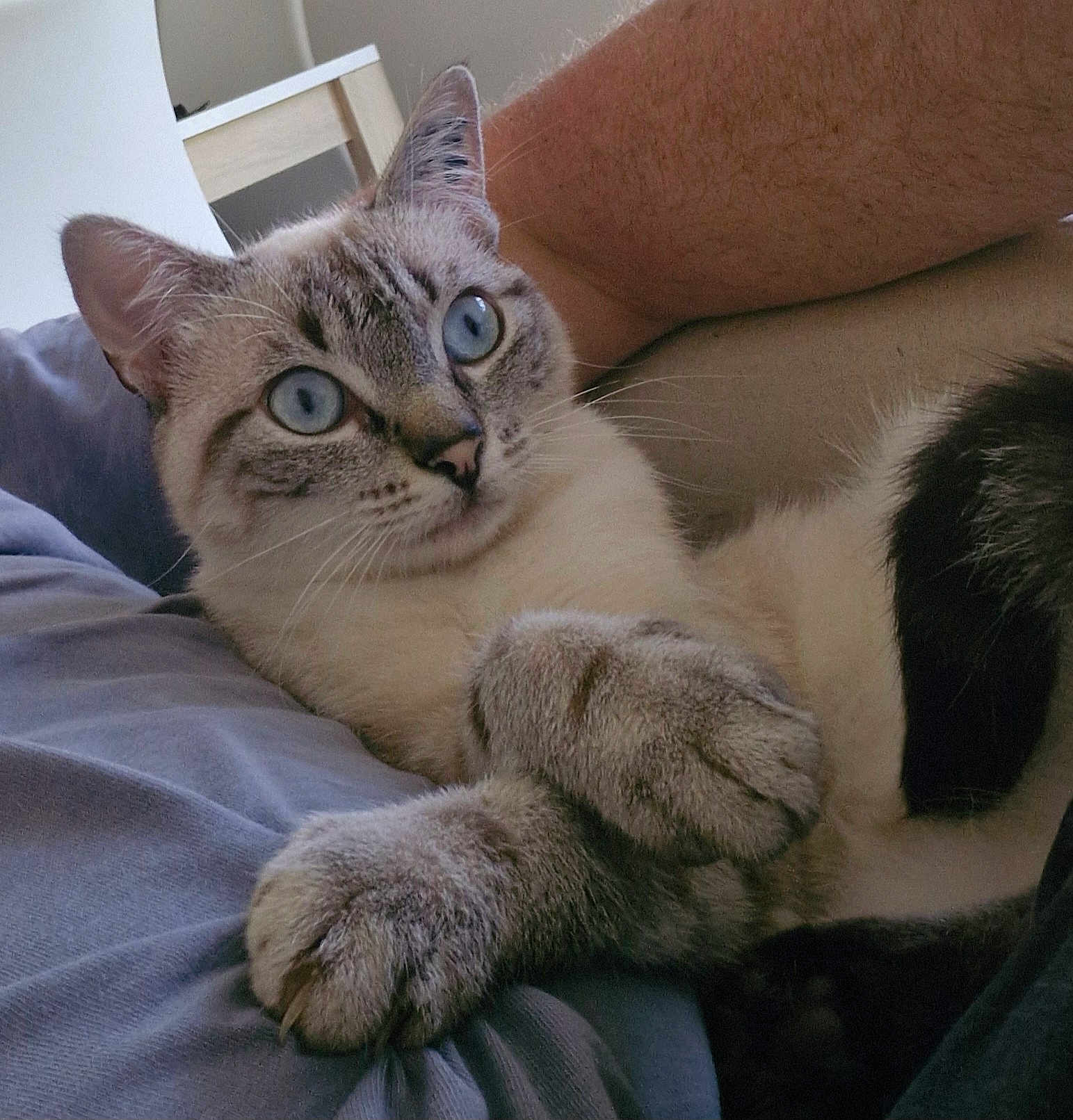 Xena participe au concours pour gagner de l'argent avec cette photo : cat, blue_eyes, paw, fur, relaxed, indoor, human_arm, close_up, resting, cute, pet, animal, whiskers, soft, comfort, cozy, tabby, striped, light, bed