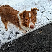 Jékyll participe au concours pour gagner de l'argent avec cette photo : alert, animal, brown_and_white, brown_dog, close_up, companion, dog, ears, fur, outdoor, pavement, paw_prints, portrait, roadway, sidewalk, snout, snow, wet_nose, white_snow, winter