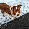 Jékyll participe au concours pour gagner de l'argent avec cette photo : alert, animal, brown_and_white, brown_dog, close_up, companion, dog, ears, fur, outdoor, pavement, paw_prints, portrait, roadway, sidewalk, snout, snow, wet_nose, white_snow, winter