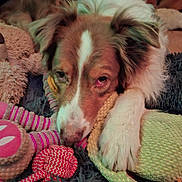 Jékyll participe au concours pour gagner de l'argent avec cette photo : australian_shepherd, bed, blanket, brown_and_white, close_up, cozy, cute, dog, eyes, face, fur, home, indoor, nose, paw, pet, plush_toy, resting, rope_toy, sleepy
