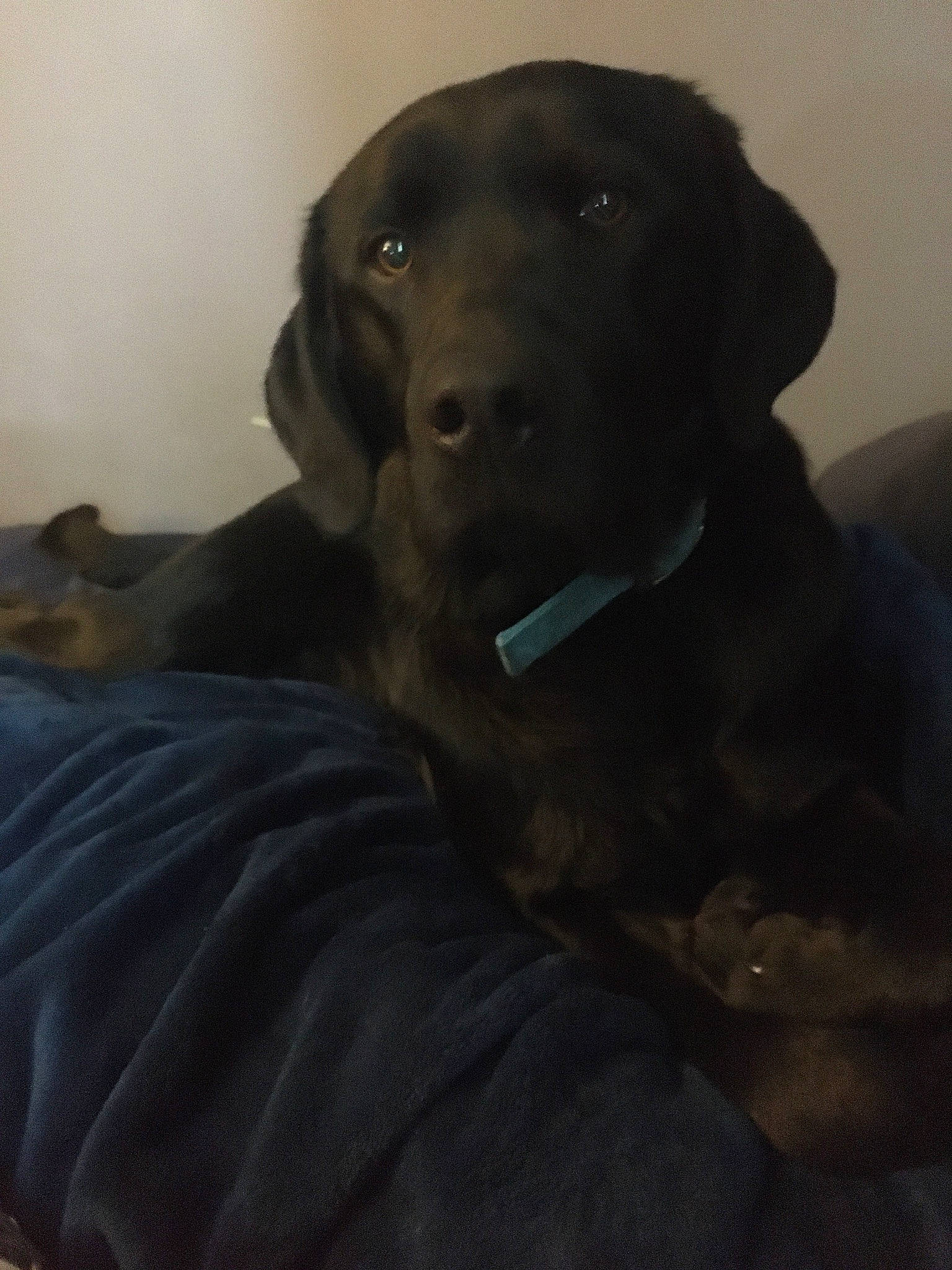 Bear joined the competition — help win amazing prizes! borador, canidae, carnivore, comfort, companion_dog, dog, dog_breed, dog_collar, fur, grey, gun_dog, labrador_retriever, liver, personal_protective_equipment, pointing_breed, snout, sporting_group, tints_and_shades, whiskers, working_animal