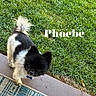Phoebe is registered to the contest to win money with this photo: dog, black_and_white, fluffy, small_dog, grass, outdoor, pet, curious, tail, ears, doorstep, rug, collar, animal, cute, standing, daylight, nature, canine, portrait