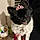 Phoebe