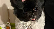 Phoebe joined the competition — help win amazing prizes! dog, small_dog, tiara, black_and_white, pet, indoor, cute, fluffy, tongue_out, accessory, held, hand, animal, portrait, furry, domestic_animal, looking_at_camera, decor, cozy, household