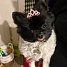 dog, small_dog, tiara, black_and_white, pet, indoor, cute, fluffy, tongue_out, accessory, held, hand, animal, portrait, furry, domestic_animal, looking_at_camera, decor, cozy, household