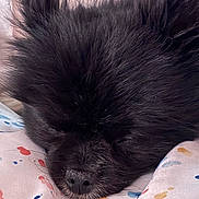 Phoebe is registered to the contest to win money with this photo: dog, sleeping, black_fur, close_up, pet, animal, fluffy, ears, nose, blanket, indoor, resting, cute, peaceful, fur, snout, cozy, portrait, soft, domestic_animal