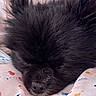 dog, sleeping, black_fur, close_up, pet, animal, fluffy, ears, nose, blanket, indoor, resting, cute, peaceful, fur, snout, cozy, portrait, soft, domestic_animal